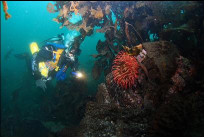 anemone