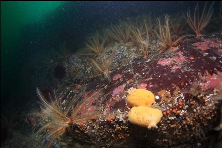 nudibranchs