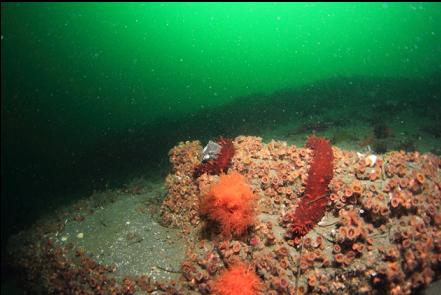 orange burrowing cucumbers, california cucumbers and cup corals