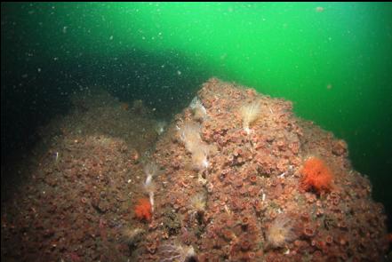 burrowing cucumbers and cup corals on the wall