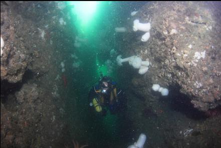 swimming up into the cavern