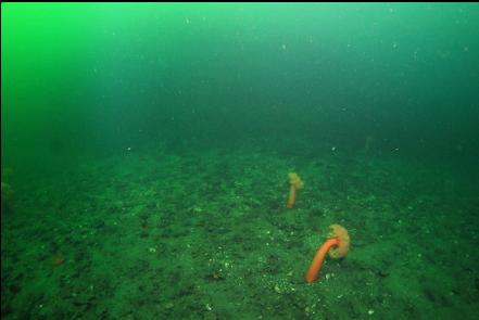 plumose anemones with the island in the background