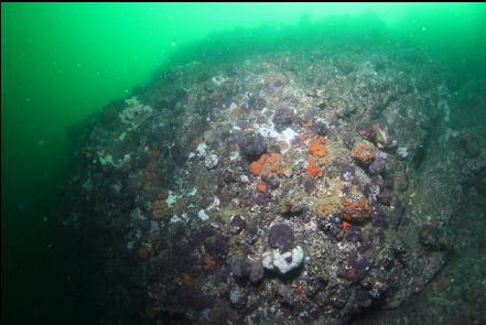 tunicates on the wall