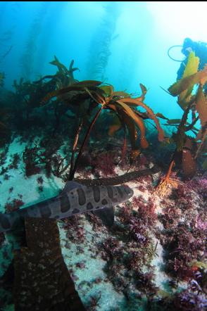 leopard shark