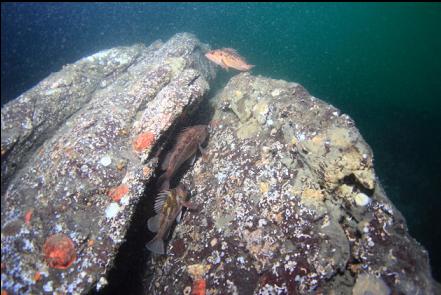 rockfish in a crack