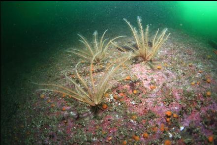 feather stars