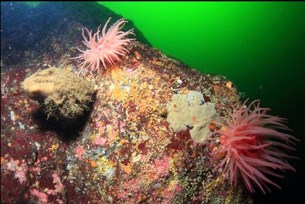 crimson anemones and a boot sponge