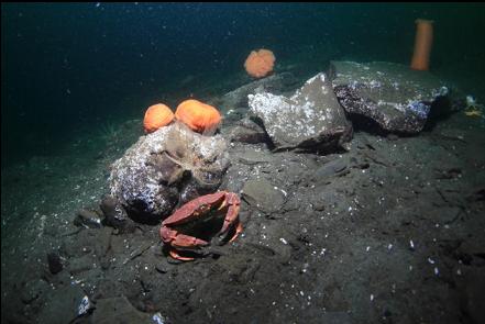 red rock crab