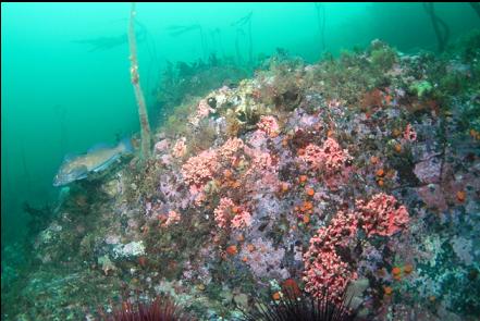 hydrocorals and kelp greenling