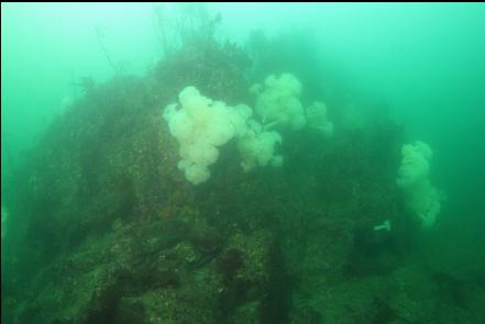 plumose anemones