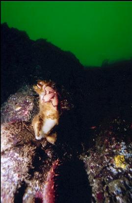 SEASTAR ON SPONGE