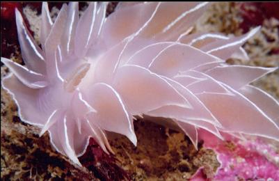 ALABASTER NUDIBRANCH