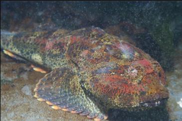 BUFFALO SCULPIN