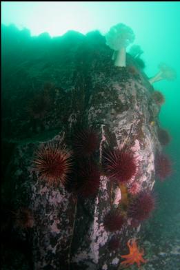 urchins and plumose anemones on wall