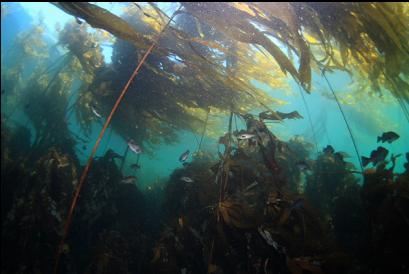 rockfish under kelp