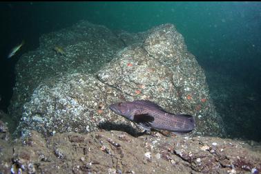 lingcod