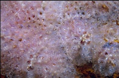 MORE TUNICATES