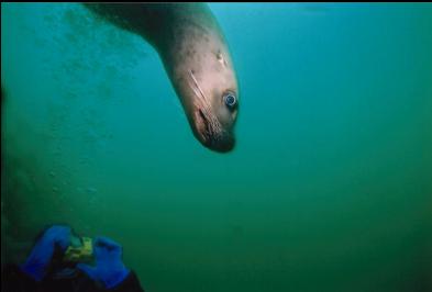 DIVER TAKING PICTURE OF SEALION
