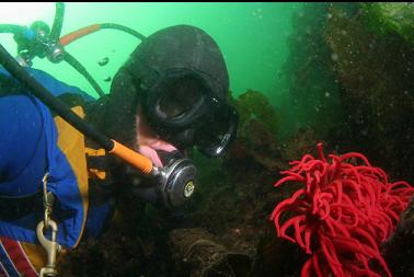 fish-eating anemone