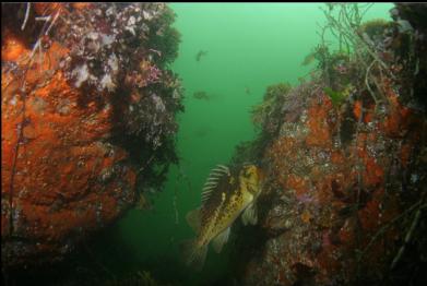 COPPER ROCKFISH AND BOULDERS IN SHALLOWS