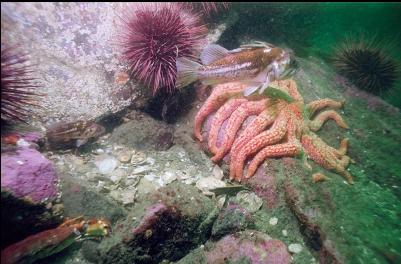 COPPER ROCKFISH, URCHINS AND SUNFLOWER STAR