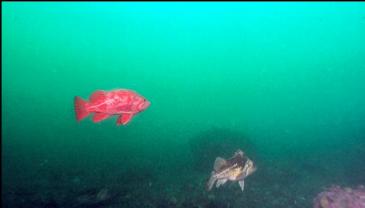 VERMILION AND COPPER ROCKFISH