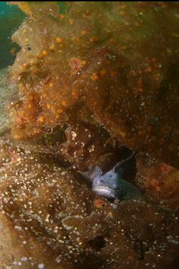 midshipman on kelp