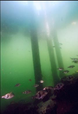 PERCH UNDER DOCK