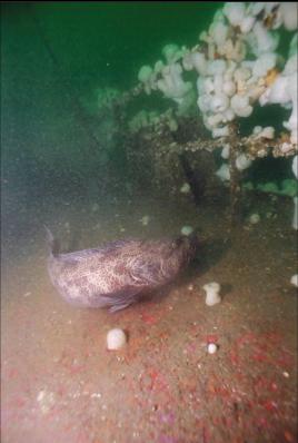 LINGCOD NEAR RAILING