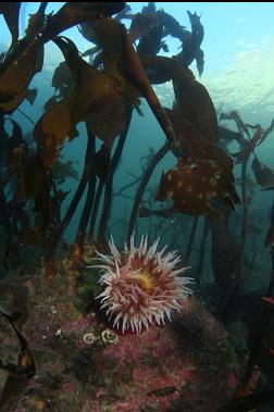 fish-eating anemone