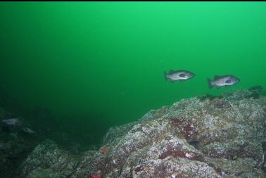 black rockfish on wall