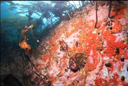 abalone