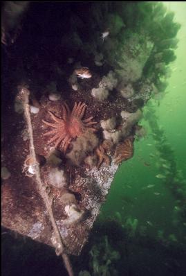 SEASTARS, ANEMONES, ROCKFISH AND PERCH AROUND WHEELHOUSE