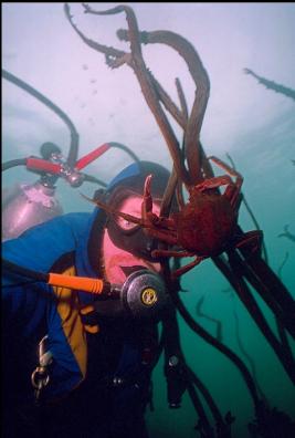 KELP CRAB 