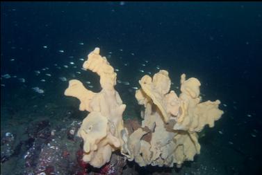 CLOUD SPONGE AND SCHOOL OF TINY PERCH