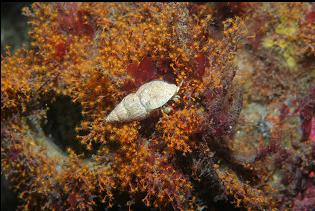 HERMIT CRAB ON HYDROIDS