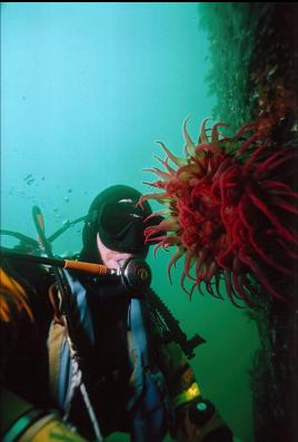 FISH-EATING ANEMONE ON WALL