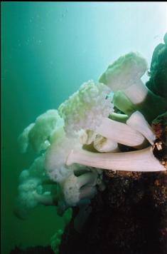 PLUMOSE ANEMONES