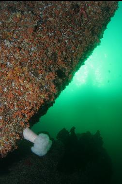 plumose anemone and zoanthids 65 feet deep