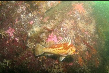 copper rockfish