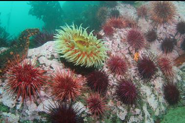 fish-eating anemone and urchins