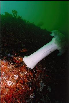 PLUMOSE ANEMONE ON WALL