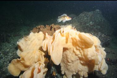 cloud sponge