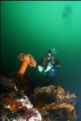 plumose anemone and bottom kelp