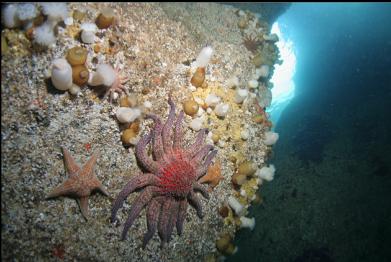 seastars and anemones