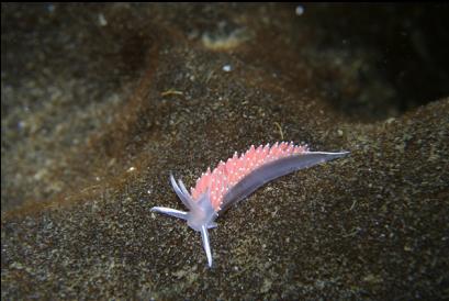 nudibranch