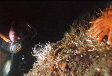 SMALL BASKET STAR AND SUNFLOWER STAR