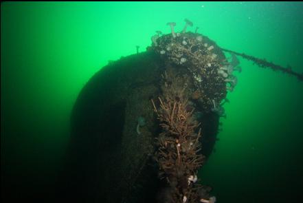 tube worms on rope below the bow