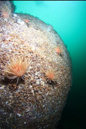 crimson anemones