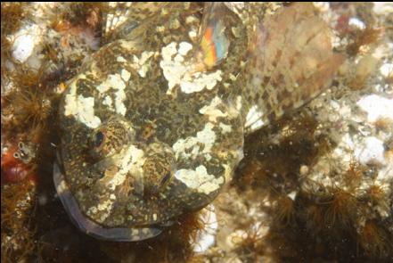 sculpin with rainbow fin